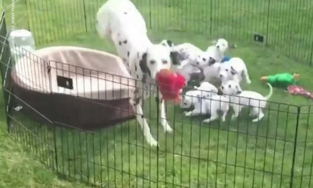 Δείτε τι κάνει ο πιο ΑΚΑΡΔΟΣ σκύλος στον κόσμο! (vid)