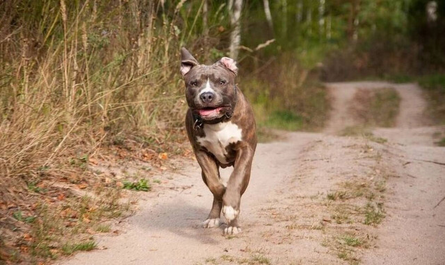Φάρσαλα: Πατέρας και γιος ελευθέρωσαν πίτμπουλ για να κατασπαράξουν τεχνικούς της ΔΕΗ