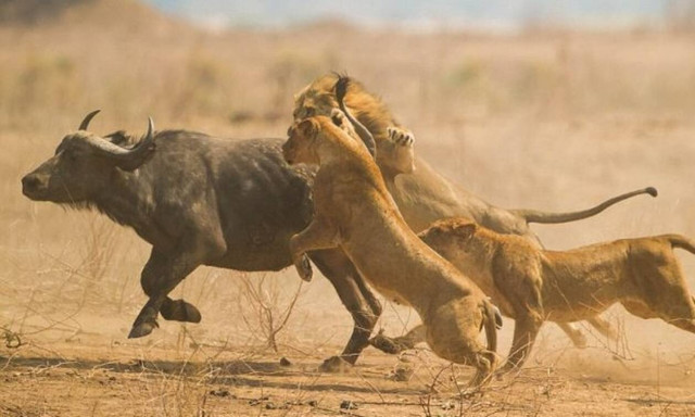 Βίντεο: Λιοντάρια κατασπαράζουν ζωντανό ένα βουβάλι!
