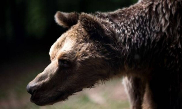 Κορονοϊός: Γιατί βγήκαν οι αρκούδες στην Καστοριά; (pics & vid)