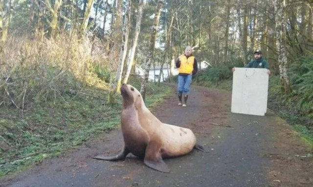 Βρήκαν θαλάσσιο λιοντάρι μέσα σε… δάσος!