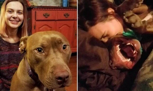 Έχετε ξαναδεί πιτ μπουλ να… μαρσάρει;