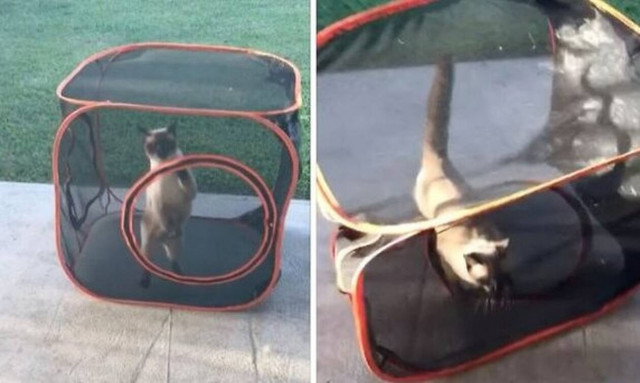 Γάτα παγιδεύεται και χάνει το μυαλό της! (vid)