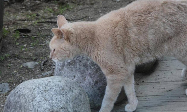 Άρειος Πάγος: «Βαριά» καμπάνα σε Πειραιώτη που έριχνε φόλες και θανάτωσε γάτα με όπλο