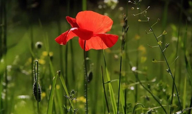 Βαριόταν στην καραντίνα και άρχισε να σκάβει τον κήπο - Η απίστευτη ανακάλυψη (pics)