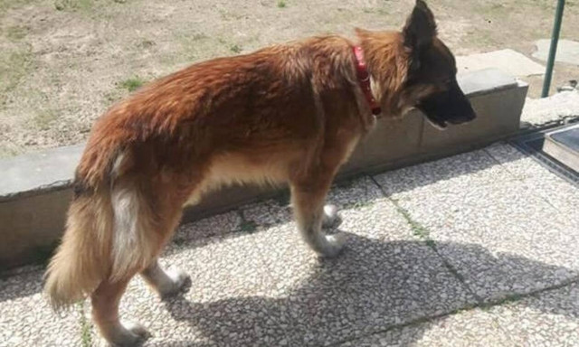 Θα δακρύσετε! Σκυλίτσα το έσκασε από το σπίτι της για να πάει στο αφεντικό της που πέθαινε!