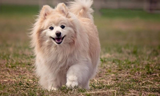 Αποτυχία: Αποφάσισε να κουρέψει τον σκύλο της - Δείτε πώς τον έκανε