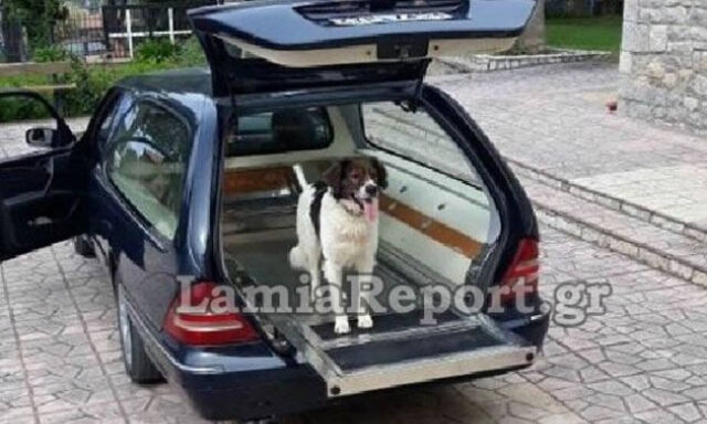 Φθιώτιδα: Σπαρακτικές εικόνες! Σκύλος μπήκε στη νεκροφόρα με το νεκρό αφεντικού του