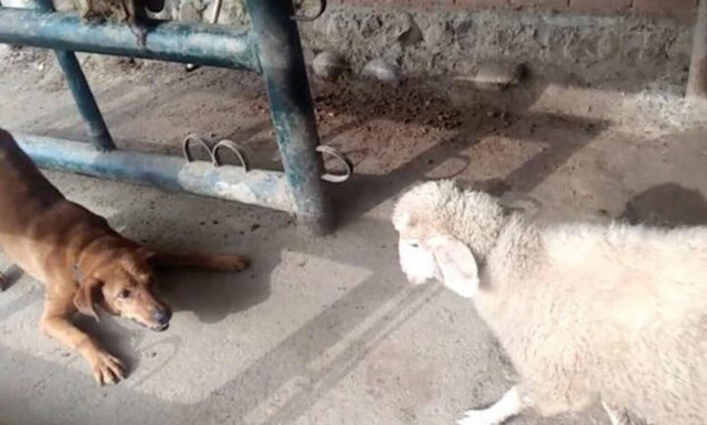 Αρνί «παίζει» τρελές κουτουλιές με τσοπανόσκυλο! (video)