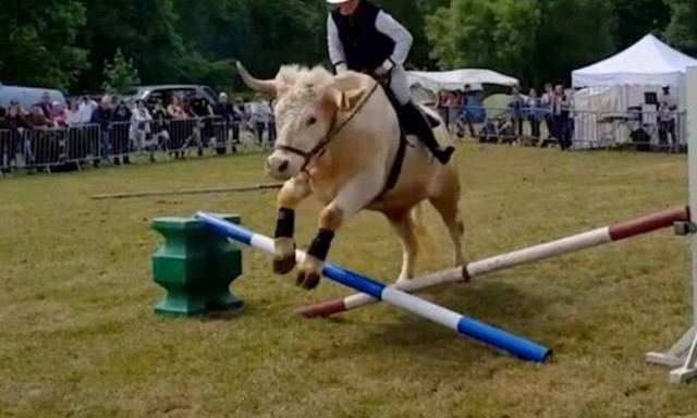 Αυτός δεν είναι ταύρος, είναι κανονικό… άλογο - Δείτε τι κάνει