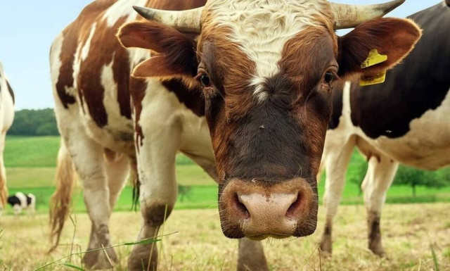 Ταύρος τα «παίρνει στο κρανίο» και σηκώνει αυτοκίνητο στον αέρα!