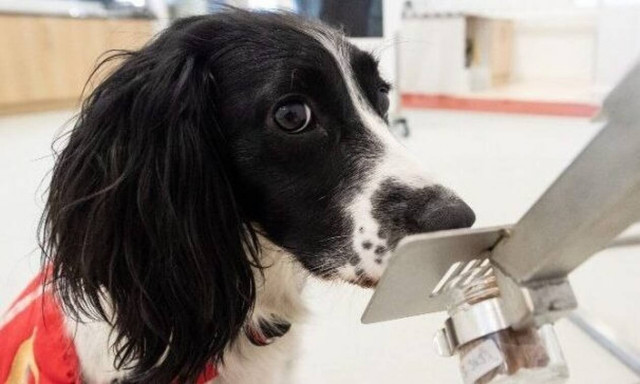 Απίστευτο: Σκυλιά μπορούν και «μυρίζουν» τον κορονοϊό! (vid)