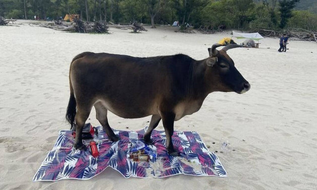 Οι μεγαλύτερες... τραγωδίες της καραντίνας - Δείτε τι έπαθαν!