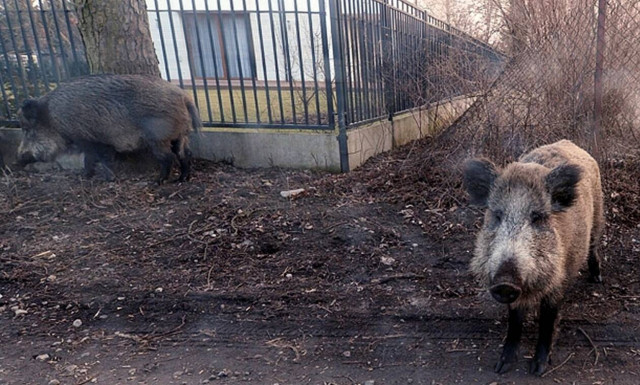 Τραγωδία: Νεκρό 4χρονο αγοράκι - Το κατασπάραξαν αγριογούρουνα 