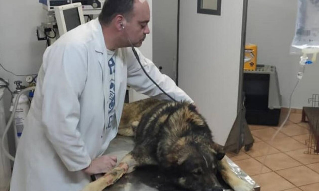 Συγκινητικό βίντεο: Σκύλος σώθηκε -από θαύμα- αφότου έφαγε φόλα