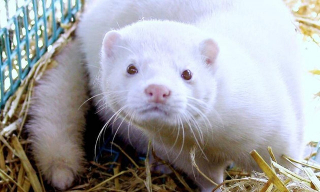 Κορονοϊός Ολλανδία: Ανησυχία για τη μετάδοση του ιού σε ζώα! Βιζόν σε εκτροφεία βρέθηκαν θετικά 