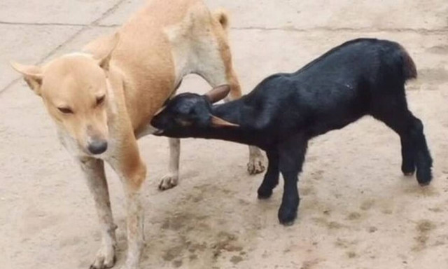 Θηλυκό τσοπανόσκυλο θηλάζει… κατσικάκι! (vid)