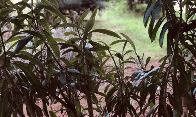 Εύβοια: Δεν πίστευαν στα μάτια τους με το απίστευτο θέαμα