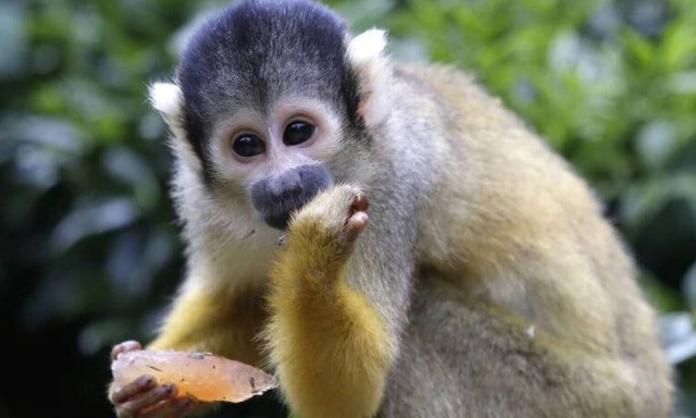 Μαϊμού ανέβηκε σε ταράτσα και έκανε κάτι τρελό - Το βίντεο που έγινε viral (vid)