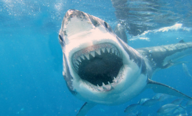 Σκηνές τρόμου για δυο ψαράδες - Τι πλησίασε τη βάρκα τους