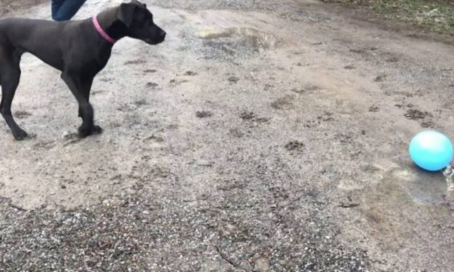 Κλάμα! Μολοσσός τα «κάνει πάνω του» στη θέα ενός… μπαλονιού!