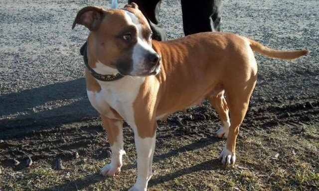 Φθιώτιδα: Σκύλος δάγκωσε κοριτσάκι στο πρόσωπο - Σοκάρουν οι περιγραφές