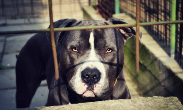 Αλεξανδρούπολη: Σκύλος επιτέθηκε και δάγκωσε στο κεφάλι 4χρονο κοριτσάκι