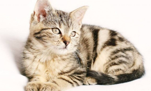 Γαλλία: Γάτος βγήκε θετικός στον κορονοϊό