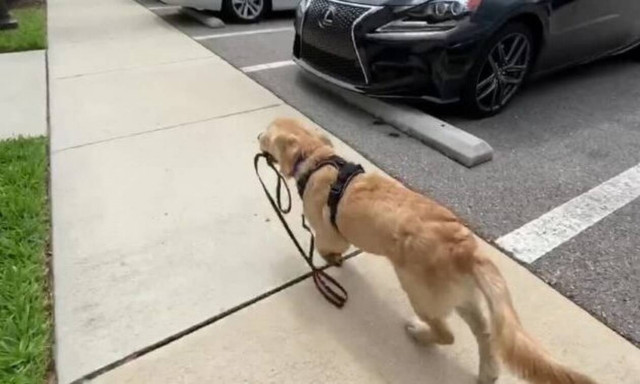 Ο σκύλος πιάνει το λουρί και η συνέχεια είναι σκέτη απόλαυση - Δείτε το βίντεο