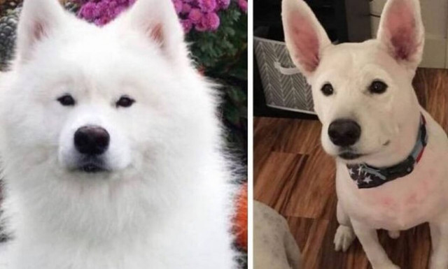 Υπάρχει ένα ΤΕΡΑΣΤΙΟ λάθος σε αυτή τη φωτογραφία