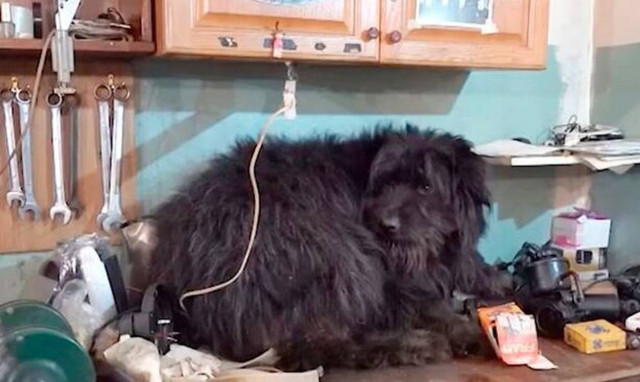 Συγκλονιστικό: Άφησαν τον σκύλο στα χιόνια - Δείτε τι έκανε επί δύο χρόνια (Pics)