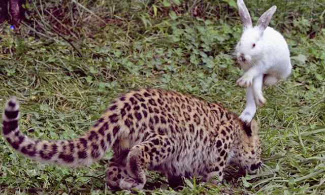 Λεοπάρδαλη κάνει ντου σε λαγό και ξαφνικά…