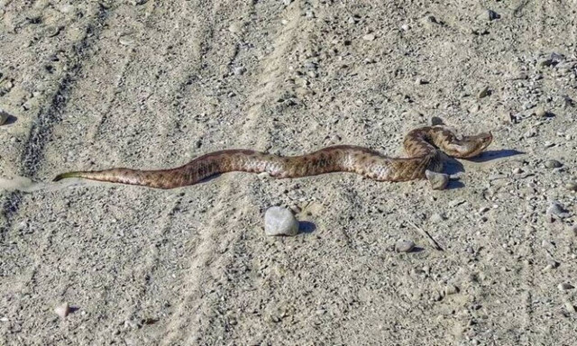 Ασύλληπτη τραγωδία στο Αγρίνιο: Σκότωσε φίδι στην αυλή του και πέθανε από ανακοπή