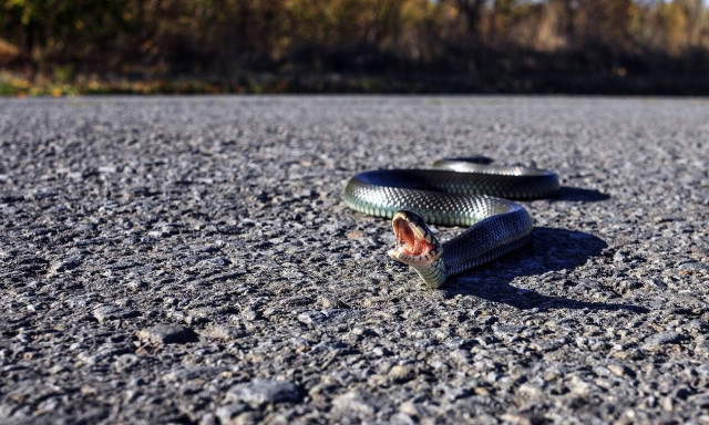 Φρίκη! Οδηγούσε την μηχανή του και βρέθηκε μπροστά σε ένα φίδι – Δεν φαντάζεστε τη συνέχεια (pics)