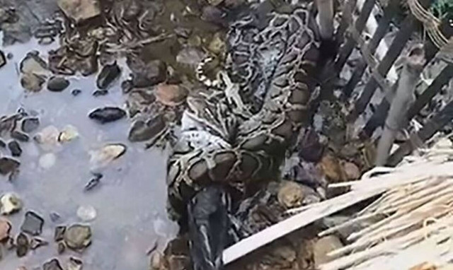 Σοκαριστές εικόνες: Τεράστιος πύθωνας προσπαθεί να καταπιεί πάπια