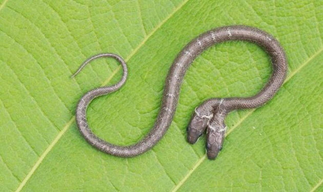 Γεννήθηκε δικέφαλο φίδι - Απίστευτες εικόνες