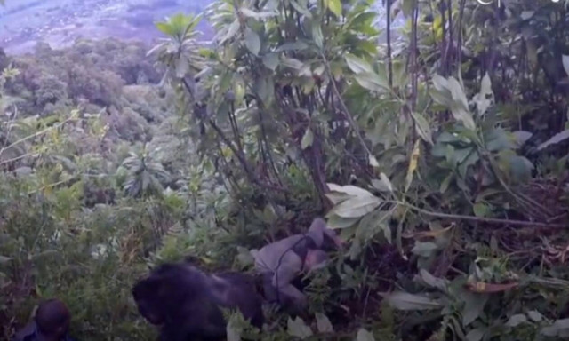 Απίστευτο βίντεο: Γορίλας πατάει πάνω στα σώματα τουριστών!