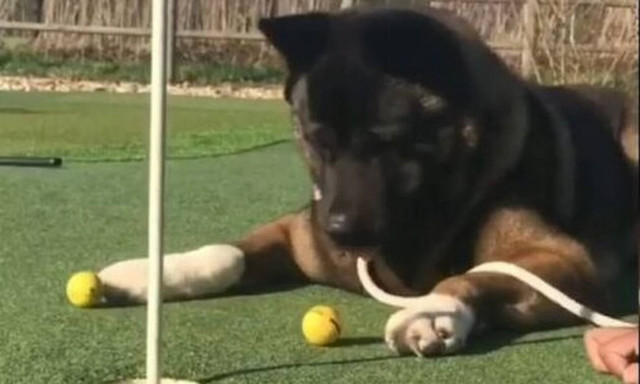 Απίστευτος σκύλος τρελαίνει το ίντερνετ!