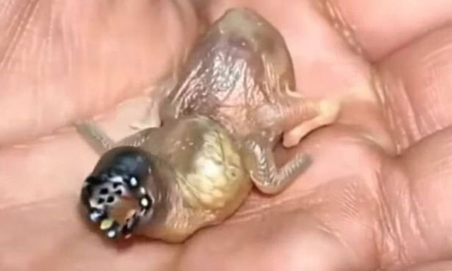 Τρόμος με απόκοσμο πλάσμα - Δείτε σε τι θα μεταμορφωθεί (Pics)