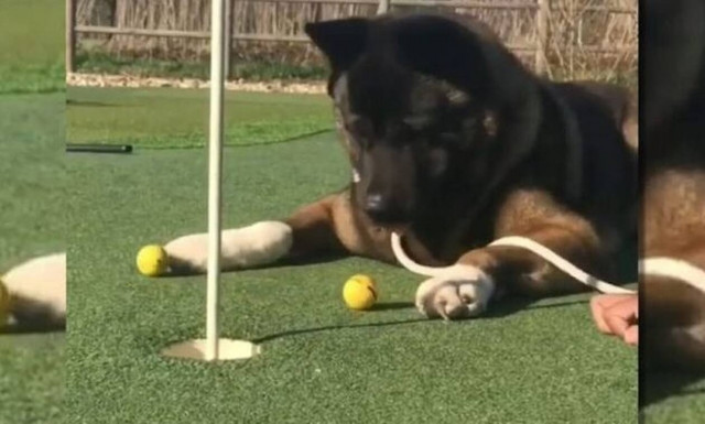 Απίστευτος σκύλαρος τρελαίνει το ίντερνετ! (vid)