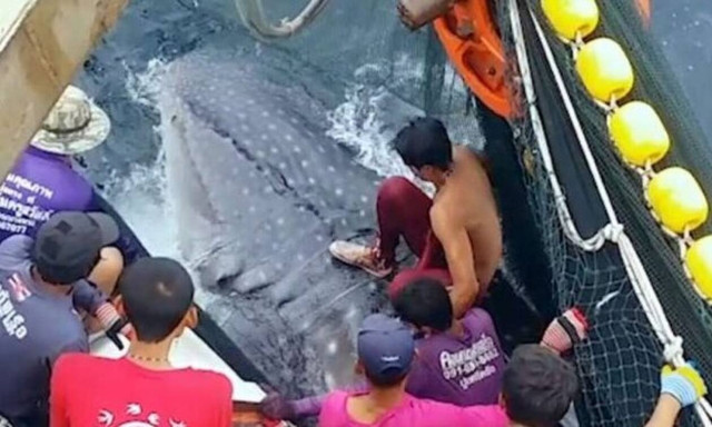 Μεγαλείο ψυχής: Δείτε πώς έσωσαν καρχαρία 10 τόνων! (vid)