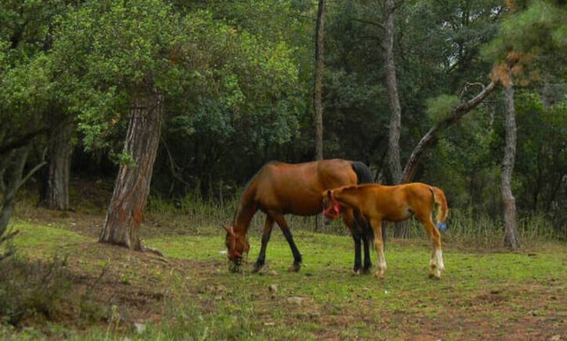 Κωνσταντινούπολη: Μέσα στα «νησιά της πανούκλας»