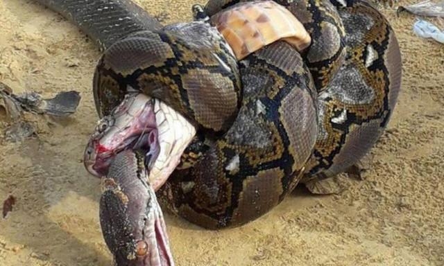 Βασιλική κόμπρα τσακίζει με μία κίνηση τον πύθωνα! (vid)