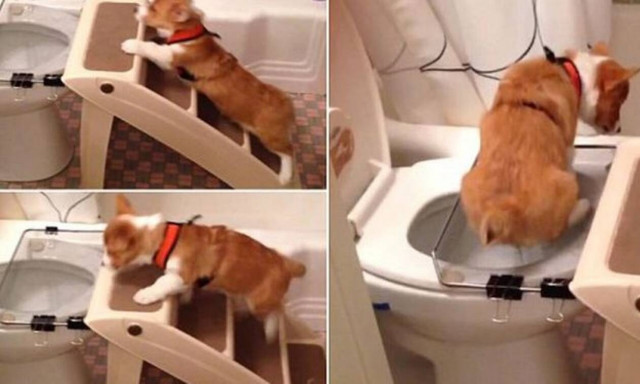 O σκύλος που τρέλανε το παγκόσμιο ίντερνετ! (vid)