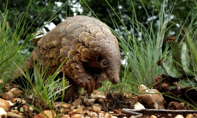 Κορονοϊός: Απειλή για μελλοντική πανδημία ο παγκολίνος - «Αθωώνεται» για τον SARS-CoV-2 