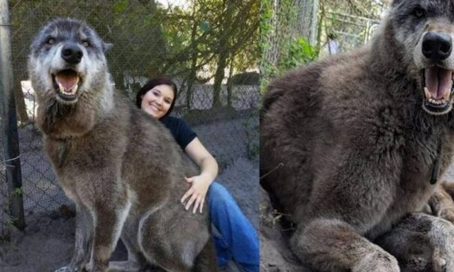 Τεράστιος λύκος ζητάει χάδια σαν… κουτάβι! (vid)