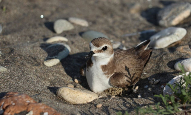 Χαλκιδική: «Προσοχή στις παραλίες!»
