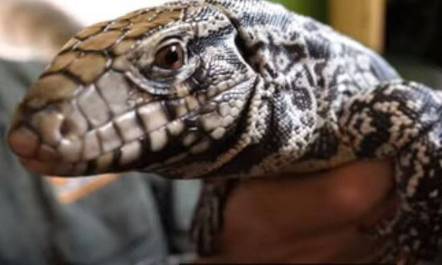 Δεν απειλεί μόνο ο κορονοϊός τις ΗΠΑ: Δέχονται επίθεση και από αυτά τα ερπετά (vid)