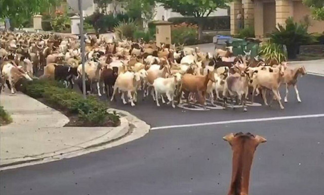 «Αλανιάρες» κατσίκες δείχνουν ποιος κάνει κουμάντο στη γειτονιά!