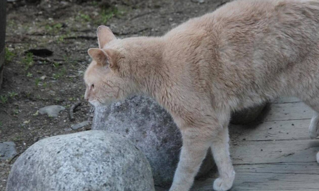 Συμμορία από γάτες κάνει ΤΡΕΛΟ «χουνέρι» σε σκύλο που περνάει από μπροστά τους! (vid)